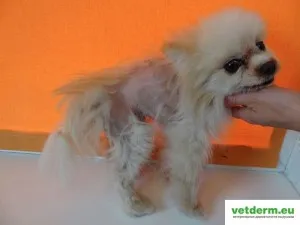 Двустранно симетрични алопеция при кучета, ветеринарна дерматология на Руски