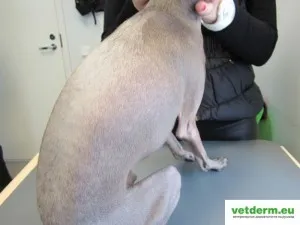 alopecie la câini simetrice pe plan bilateral, dermatologie veterinară în limba rusă