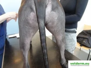 Двустранно симетрични алопеция при кучета, ветеринарна дерматология на Руски
