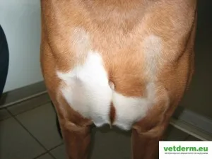 alopecie la câini simetrice pe plan bilateral, dermatologie veterinară în limba rusă