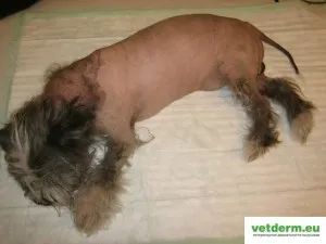 Kétoldalúan szimmetrikus szőrhullás kutyák állatorvosi bőrgyógyászat orosz