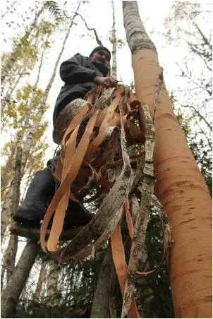 Birchbark en-a pus