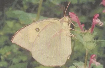 Butterfly állati antilop - a gyermekcipők