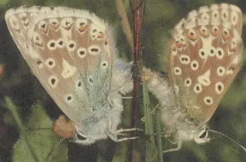 Butterfly állati antilop - a gyermekcipők