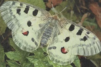 Butterfly állati antilop - a gyermekcipők