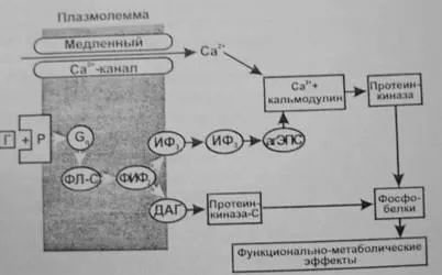 Биология физиологични ефекти на хормони, слабото проникване в клетката, начинаещи