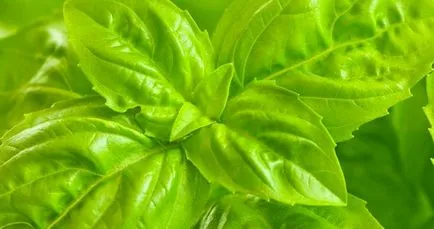 Basil (zöld, lila) hasznos tulajdonságok és ellenjavallatok