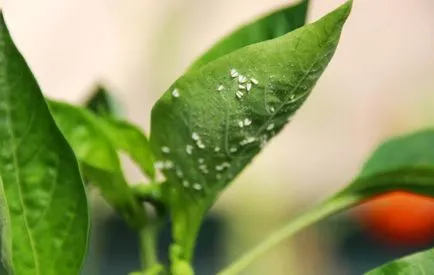 Whitefly în seră pentru a scăpa, dachasadovoda