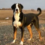 O mai mare elvețian Mountain Dog Breed Descriere, comentarii proprietarilor, prețurile, fotografii și video