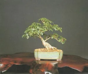 Bonsai грижи, отглеждане, поливане, засаждане у дома