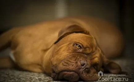 история Dogue де Бордо, характер, кученце, грижи, хранене, снимки, видео