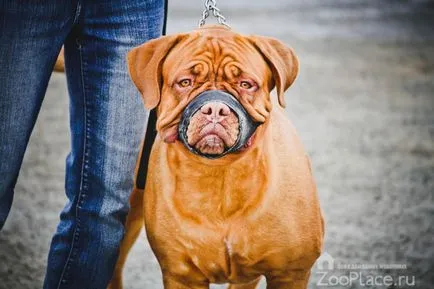 Dogue de Bordeaux történelem, képességgel, kölyök, ellátás, táplálkozás, fotó, videó