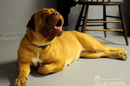 Istoria Dogue de Bordeaux, caracter, catelus, îngrijire, nutriție, foto, video