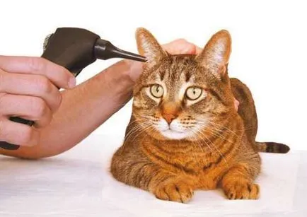 Betegségek fülében a macskák