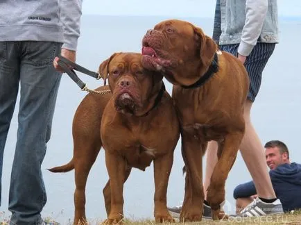 Dogue de Bordeaux történelem, képességgel, kölyök, ellátás, táplálkozás, fotó, videó