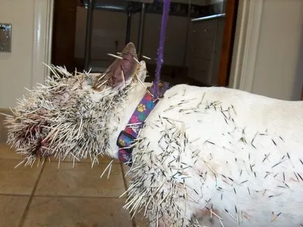 Борба породи кучета с неконтролирана агресия - жертва на модерен завод за разплод