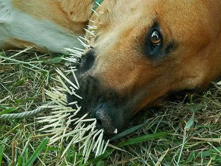 Küzdelem fajtájú kutyák kontrollálatlan agresszió - az áldozat a modern növénynemesítés