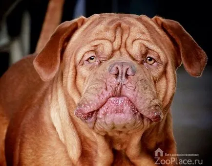 Istoria Dogue de Bordeaux, caracter, catelus, îngrijire, nutriție, foto, video