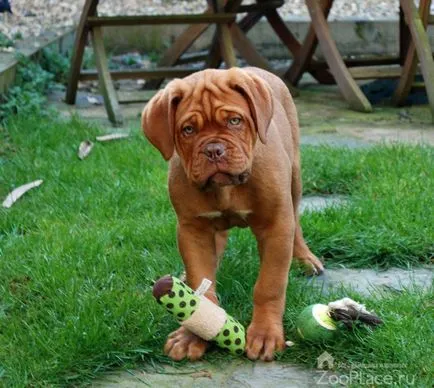 Dogue de Bordeaux történelem, képességgel, kölyök, ellátás, táplálkozás, fotó, videó