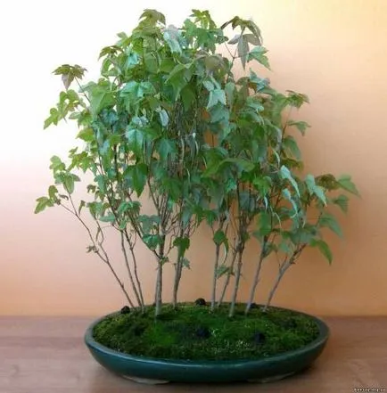 Bonsai gondozás, termesztés, öntözés, ültetés otthon