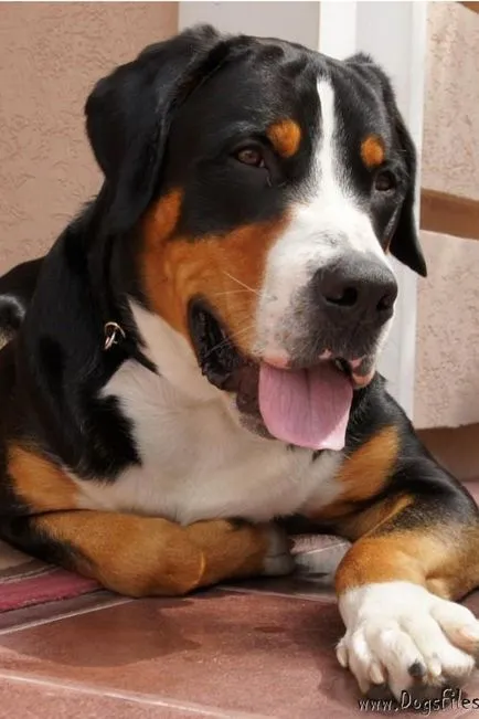 Greater Swiss Mountain Dog - Gross, Gross - câine pentru suflet!