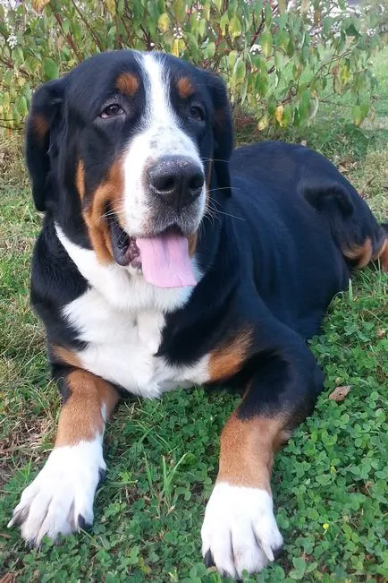 Greater Swiss Mountain Dog - Gross, Gross - câine pentru suflet!