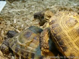 Turtle udvarlás vagy a párzási viselkedés teknősök - Mindent a teknősök