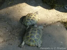 Turtle udvarlás vagy a párzási viselkedés teknősök - Mindent a teknősök