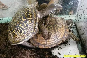 Turtle ухажване или навиците за съвкупление костенурки - Информация за костенурки и костенурки