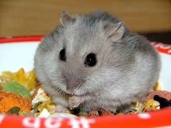 Ce să se hrănească hamsteri Jungar la domiciliu