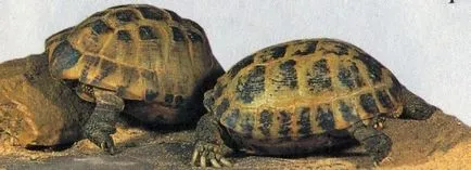 Turtle udvarlás vagy a párzási viselkedés teknősök - Mindent a teknősök
