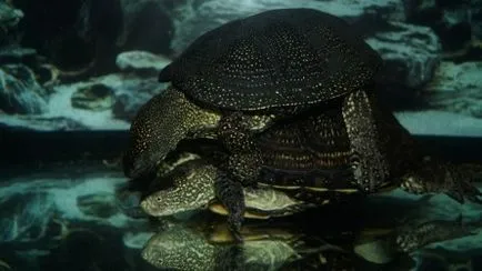 Turtle udvarlás vagy a párzási viselkedés teknősök - Mindent a teknősök