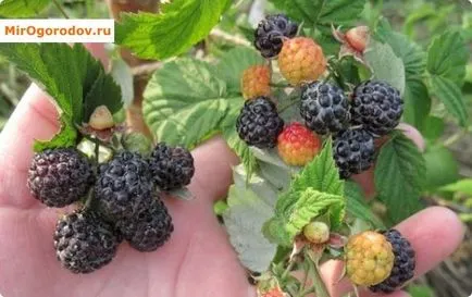 Черните малини за разлика от Blackberry, грижите и размножаване