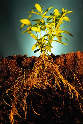 Ceea ce este important să știți despre rădăcinile în hidroponică