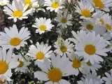 Flower kordilina - de îngrijire la domiciliu, și fotografie specii kordiliny houseplant kordilina -