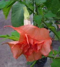 Brugmansia virág fotó, fotó Brugmansia Flowers, Brugmansia (angel Star)