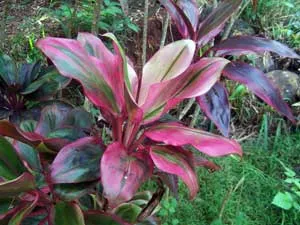 Цвете kordilina - грижи в дома, както и снимка kordiliny вид растение kordilina -