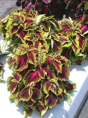 Coleus цветни снимки, видове и сортове, засаждане, грижи и отглеждане на Coleus хибрид