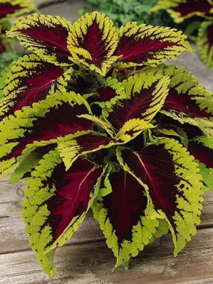 fotografii Coleus de flori, specii și soiuri, de plantare, îngrijirea și cultivarea de Coleus hibride