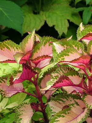 Coleus цветни снимки, видове и сортове, засаждане, грижи и отглеждане на Coleus хибрид