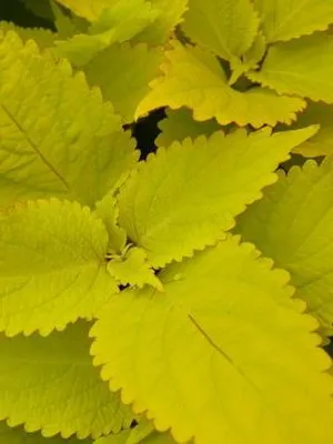 fotografii Coleus de flori, specii și soiuri, de plantare, îngrijirea și cultivarea de Coleus hibride