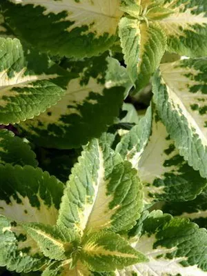 fotografii Coleus de flori, specii și soiuri, de plantare, îngrijirea și cultivarea de Coleus hibride