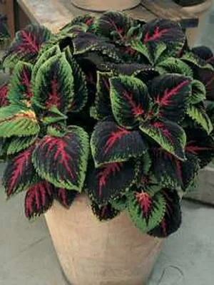 Coleus цветни снимки, видове и сортове, засаждане, грижи и отглеждане на Coleus хибрид