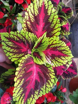 fotografii Coleus de flori, specii și soiuri, de plantare, îngrijirea și cultivarea de Coleus hibride