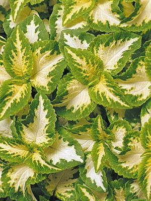 Coleus цветни снимки, видове и сортове, засаждане, грижи и отглеждане на Coleus хибрид