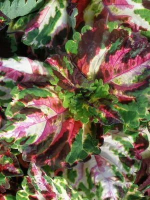 fotografii Coleus de flori, specii și soiuri, de plantare, îngrijirea și cultivarea de Coleus hibride