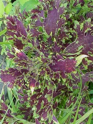 fotografii Coleus de flori, specii și soiuri, de plantare, îngrijirea și cultivarea de Coleus hibride