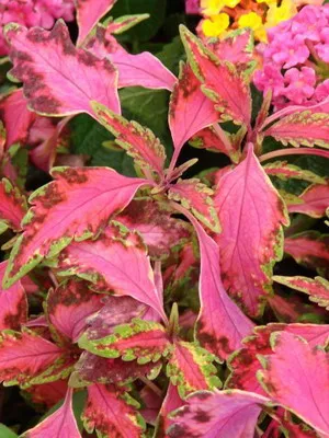 fotografii Coleus de flori, specii și soiuri, de plantare, îngrijirea și cultivarea de Coleus hibride