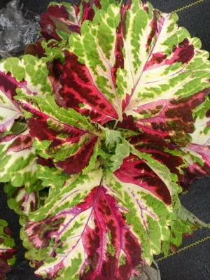 fotografii Coleus de flori, specii și soiuri, de plantare, îngrijirea și cultivarea de Coleus hibride