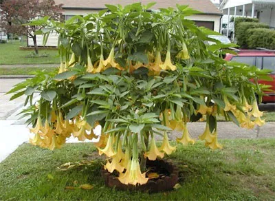 Brugmansia floare fotografie, fotografie Brugmansia Flori, Brugmansia (înger stele)